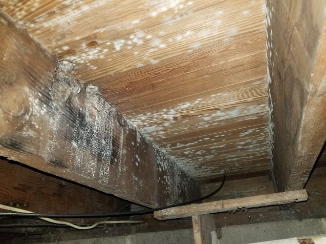 Slate Belt Mold Tech